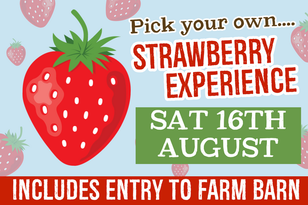 PYO Strawberries Saturday 16th August