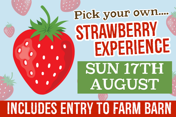PYO Strawberries Sunday 17th August