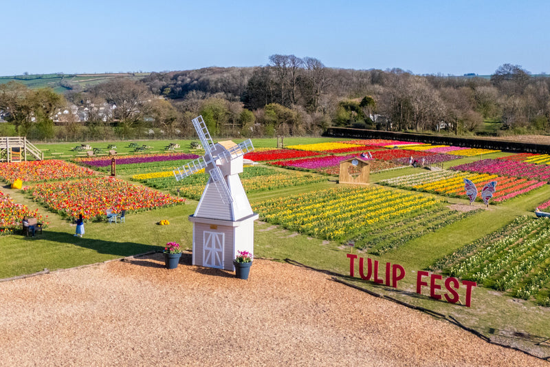 Tulip Fest 2025 - Mon 21st April