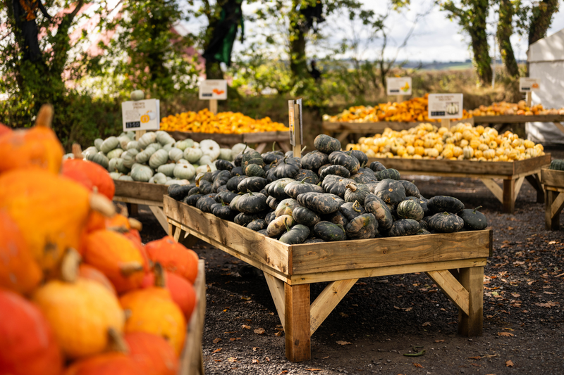 Pumpkin Fest - Sunday 5th October 2025