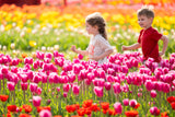 Tulip Fest - Thur 16th April 2026