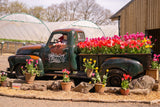 Tulip Fest - Thur 16th April 2026