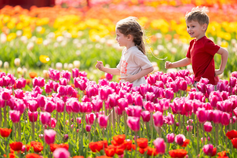Tulip Fest 2025 - Mon 21st April